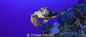 "Curious Commotion"

This medium sized Hawksbill was so... by Chase Darnell 